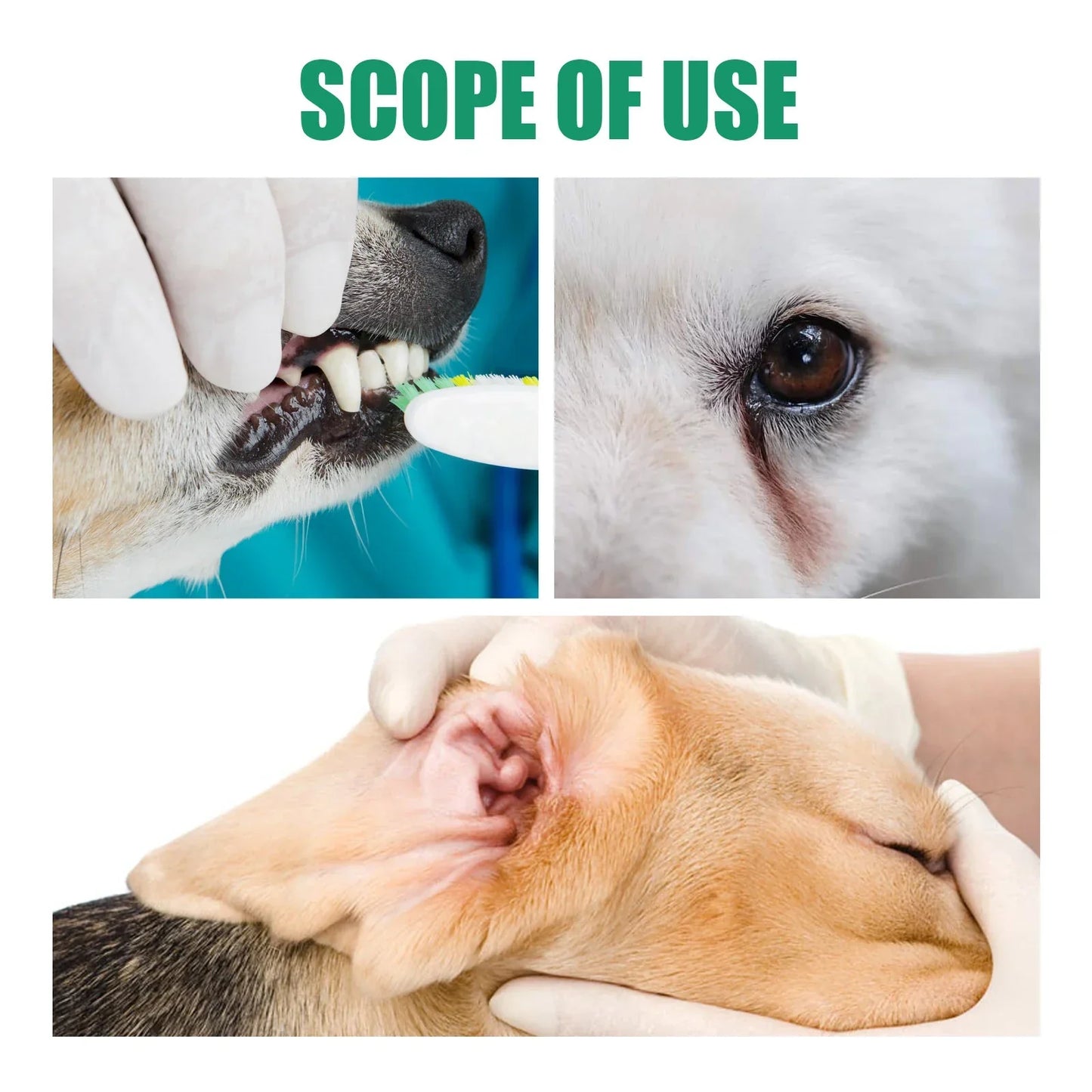 Dogs Cochlear Cleaning
